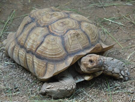African spurred tortoise (Geochelone Sulcata)の写真素材