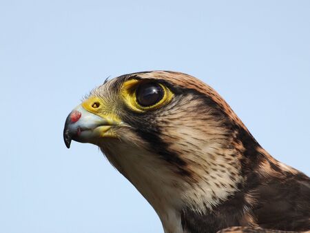Close-up portrait of a falconの写真素材