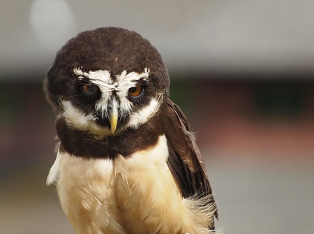 Spectacled owl (Pulsatrix perspicillata) close-upの写真素材