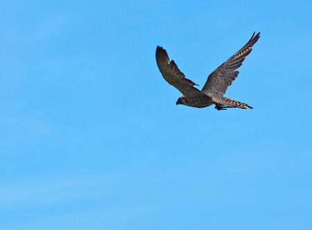 Peregrine Falcon in flight, against the blue sky backgroundの写真素材