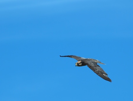 Peregrine Falcon in flight, against the blue sky backgroundの写真素材