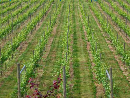 Rows of the grapes riping on the winery groundsの写真素材