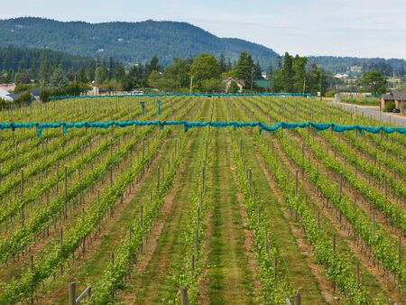 Rows of the grapes riping on the winery groundsの写真素材