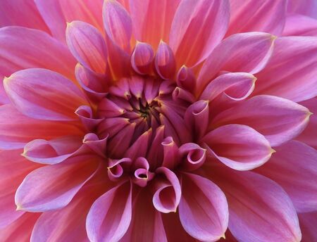 Pink Dahlia close-up creating colorful floral backgroundの写真素材