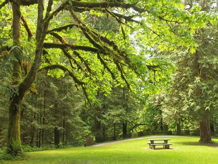 Picnic table at the lawn in the lush North-West forestの写真素材