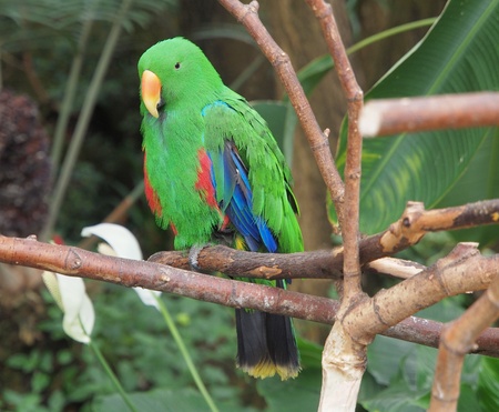 Male Eclectus Parrot  Eclectus roratus  perched amidst lush greenery, landscape orientation