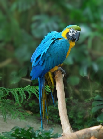 Blue and Gold Macaw  Ara ararauna  perched amidst lush greenery, portrait orientationの写真素材