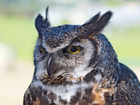  Great Horned Owl, (Bubo virginianus) against blurry backgroundの写真素材