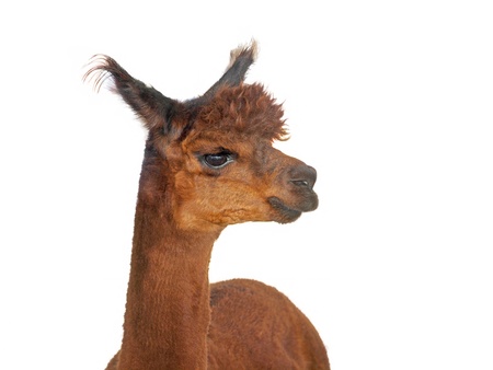 Close up portrait of young  alpaca over white backgroundの写真素材