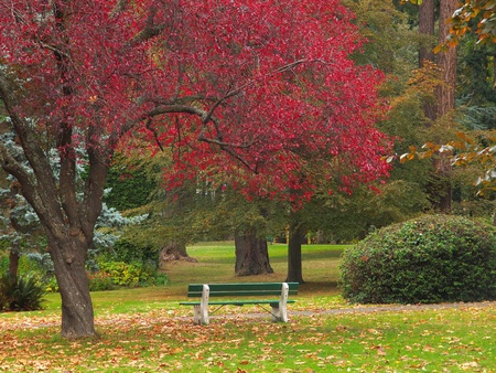 Bench in the park among colorful foliage during fall seasonの写真素材