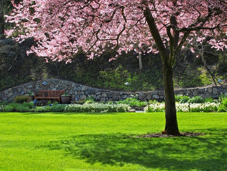 Bench in the park under the cherry bloomの写真素材