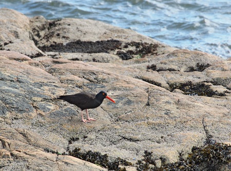 Oystercatcher  (Haematopus) wading the rocky shorelineの写真素材