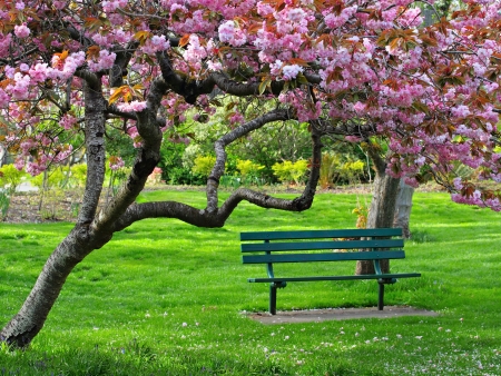 Bench in the park under the cherry bloomの写真素材