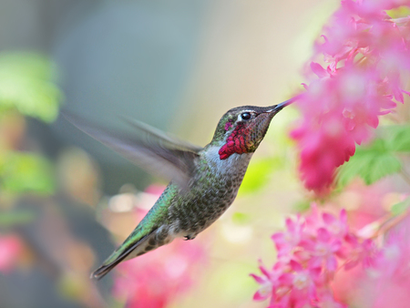 Anna Hummingbird feeding on the fly from pink flowers, background blurredの写真素材