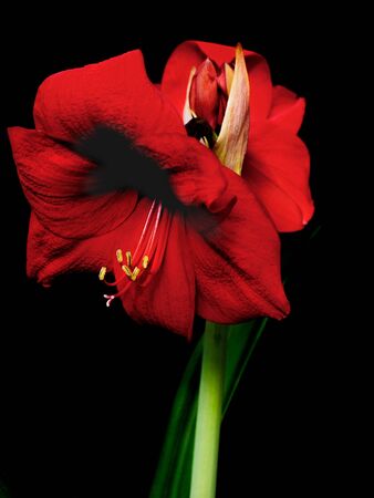 Blooming amaryllis over black background, two flowers openの写真素材
