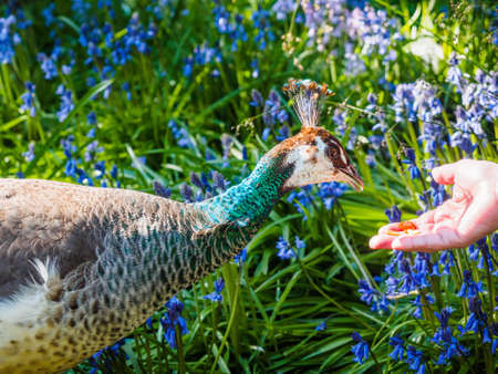 Peahen in the bluebell flowerbed fed nuts from hand