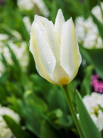White tulip after the rain covered in raindropsの写真素材