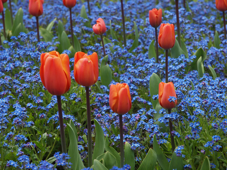 Field of colorful tulips in the spring gardenの写真素材