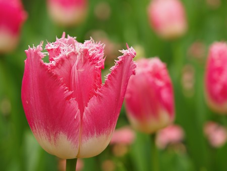 Field of pink tulips in the springtimeの写真素材