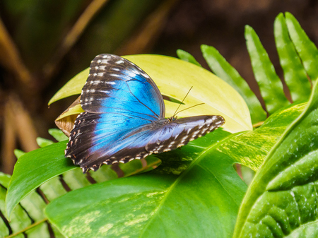 Blue Morpho butterfly with open wings on a green leaf