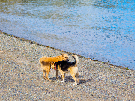 Two dogs playing on the beach near the water edgeの写真素材