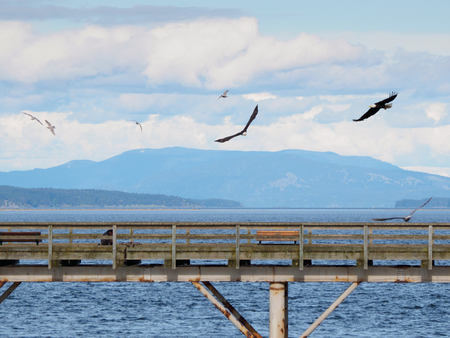 Two Bald Eagles fly over a fishing pier in search of fishの写真素材