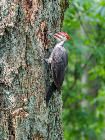 The pileated woodpecker (Dryocopus pileatus)  is pecking at the treeの写真素材