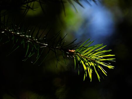 Coniferous tree branch lit by sun close-up