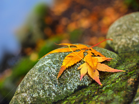 Autumn colored bright leaves on the trees during fall seasonの写真素材