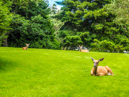 Deer on the lawn in the urban environmentの写真素材