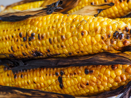 Corn on the cob, grilled on barbecue with charred kernels to a rustic lookの写真素材