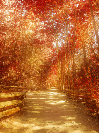 Autumn colored bright leaves on the trees during fall season, walking path along the treesの写真素材