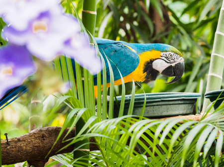 Blue-and-Gold Macaw  (Ara ararauna), perched among lush tropical greeneryの写真素材