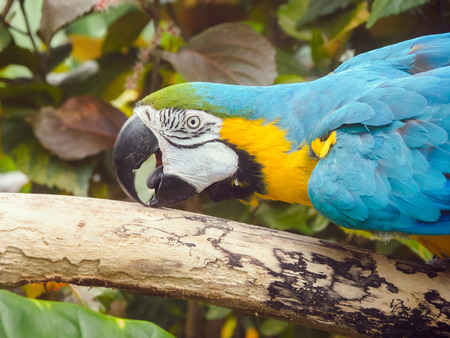 Blue-and-Gold Macaw  (Ara ararauna), perched among lush tropical greeneryの写真素材