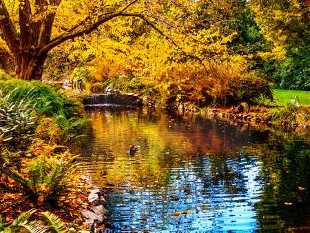 Watrestream during autumn season in the public Beacon Hill Park, Victoria BC, Canadaの写真素材
