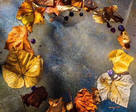 Fallen grape leaves and berries on a textured glass surface with copy space for an autumn-themed backgroundの写真素材