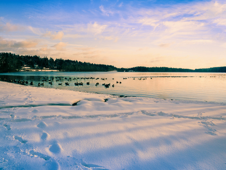 Winter landscape with Canadian Geese at the lake shoreの写真素材