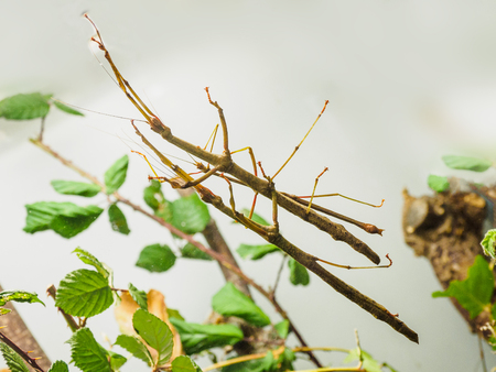 Northern Walking Stick (Diapheromera femorata) Perched on a Tree Branch
