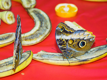 Multiple butterflies feeding on sliced fruit in a feeder. Blue Morpho and Owl Butterflyの写真素材