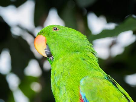 Green male Eclectus Parrot perched against blurry background