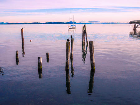 Cormorant sitting on piles at the shore. Sidney, BC, Vancouver Island, Canada