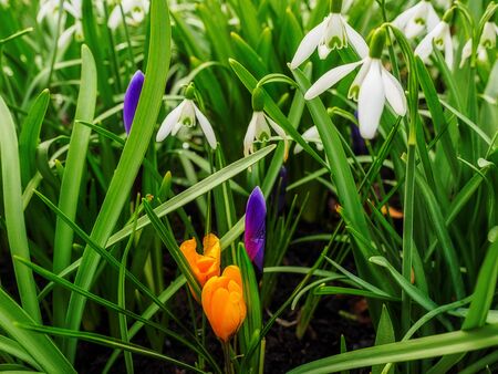 First spring blooms, white snowdrops with orange and purple crocusesの写真素材