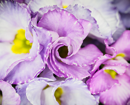 Abstract flower background, purple and white spring circular flowersの写真素材