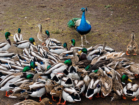 Peacock and ducks in the spring park