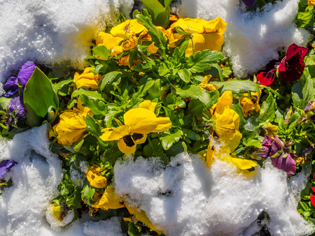Early flowers under snow on a sunny dayの写真素材