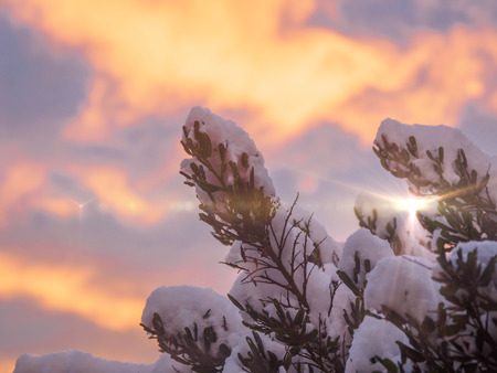 Dramatic sky during sunset over tree branches covered with snowの写真素材