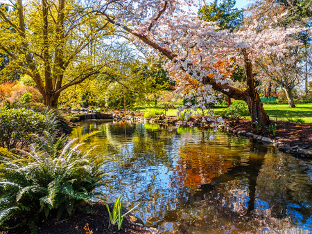 Springtime blossom in the public Beacon Hill Park, Victoria BC Canadaの写真素材