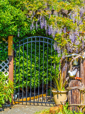 Garden gate under large purple clusters of wisteria (Wisteria sinensis) blooming in the springの写真素材