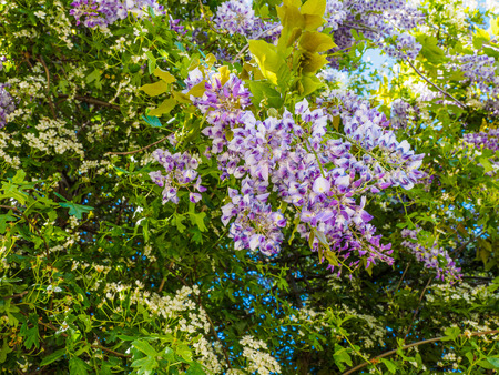 Large purple clusters of wisteria (Wisteria sinensis) blooming in the springの写真素材