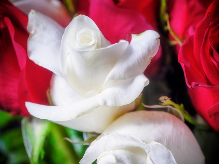 Bouquet of fresh white and red roses, close-upの写真素材